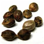 Семена марихуаны АК-47  (Seeds AK-47) в Саянске
